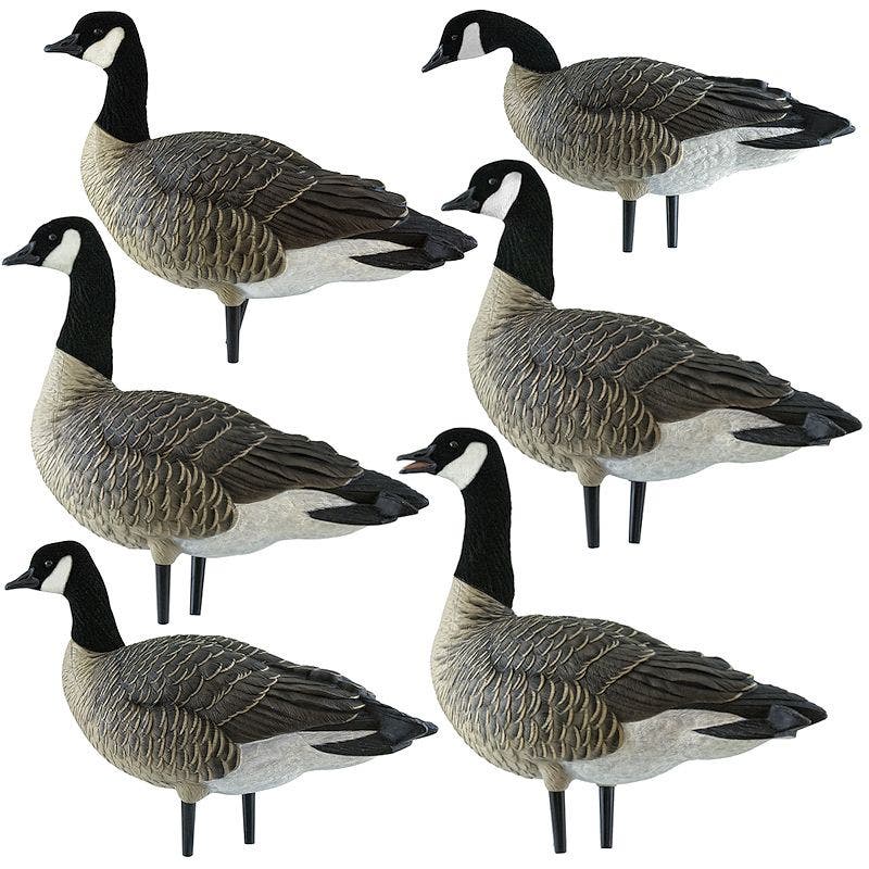 Avian-X AXP Lesser Canada Goose Active Decoys w/ Bag
